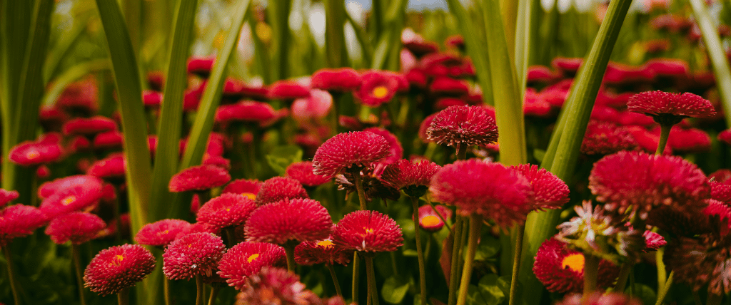 A wide bed of red daisies between tall green leaves