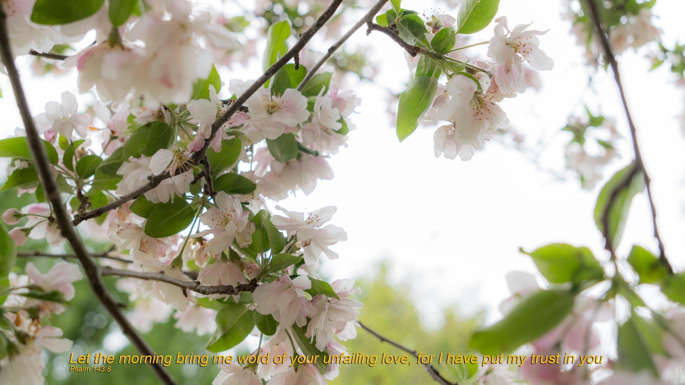 White and pink blossom on branches against a pale sky, with a line of text along the bottom