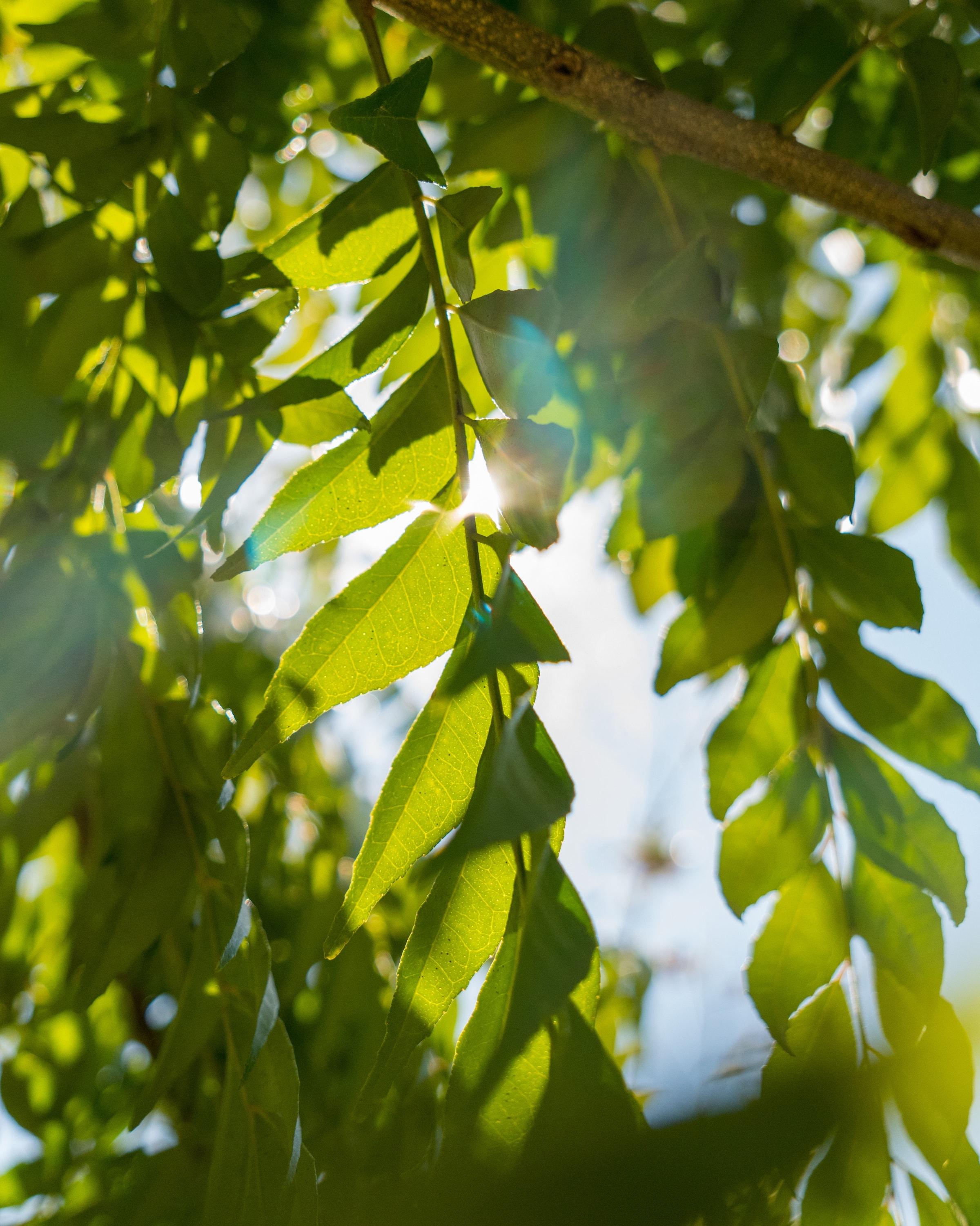 A hanging frond of green leaves, backlit by the sun
