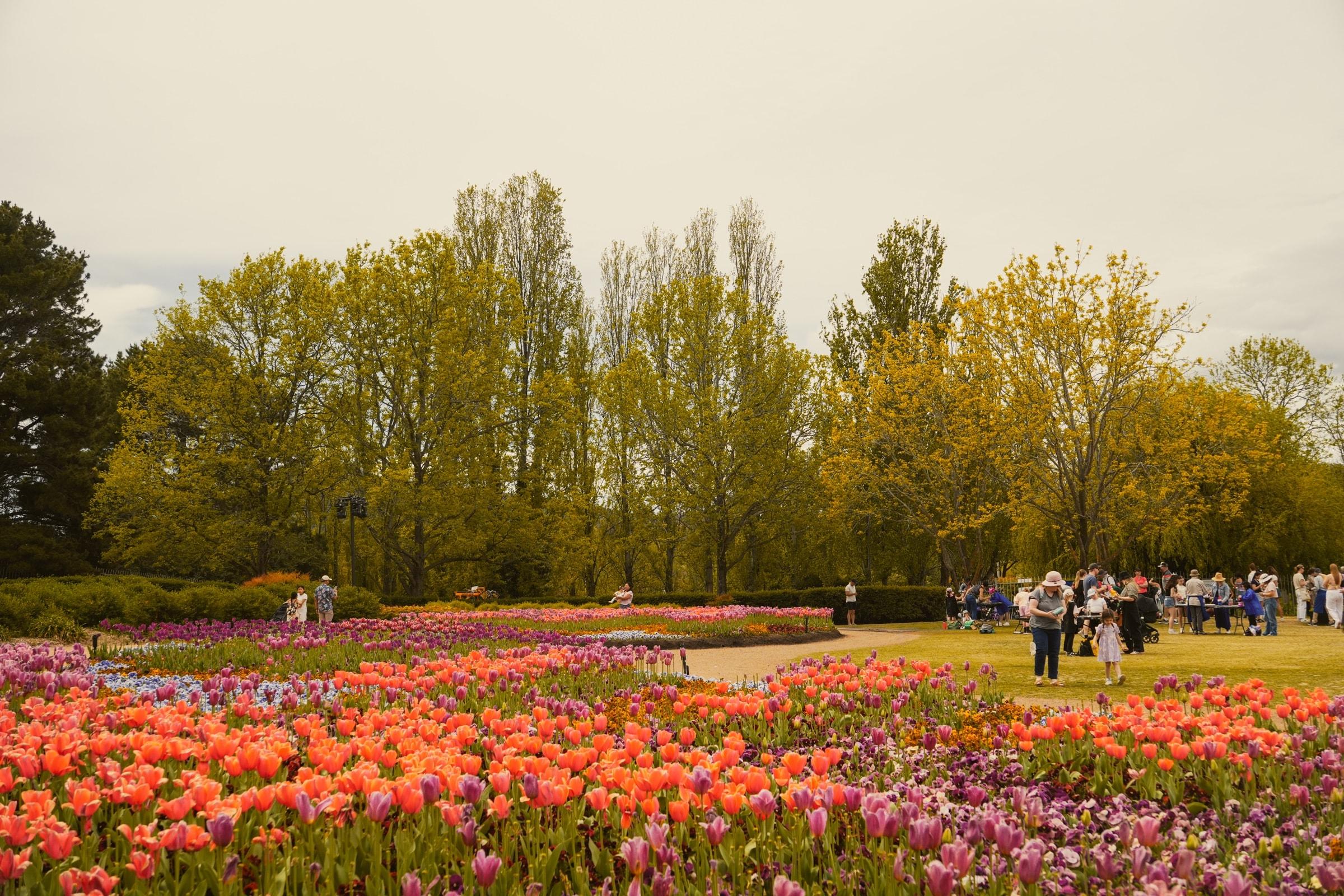 Rows of orange and pink tulips, with crowds under the trees beyond