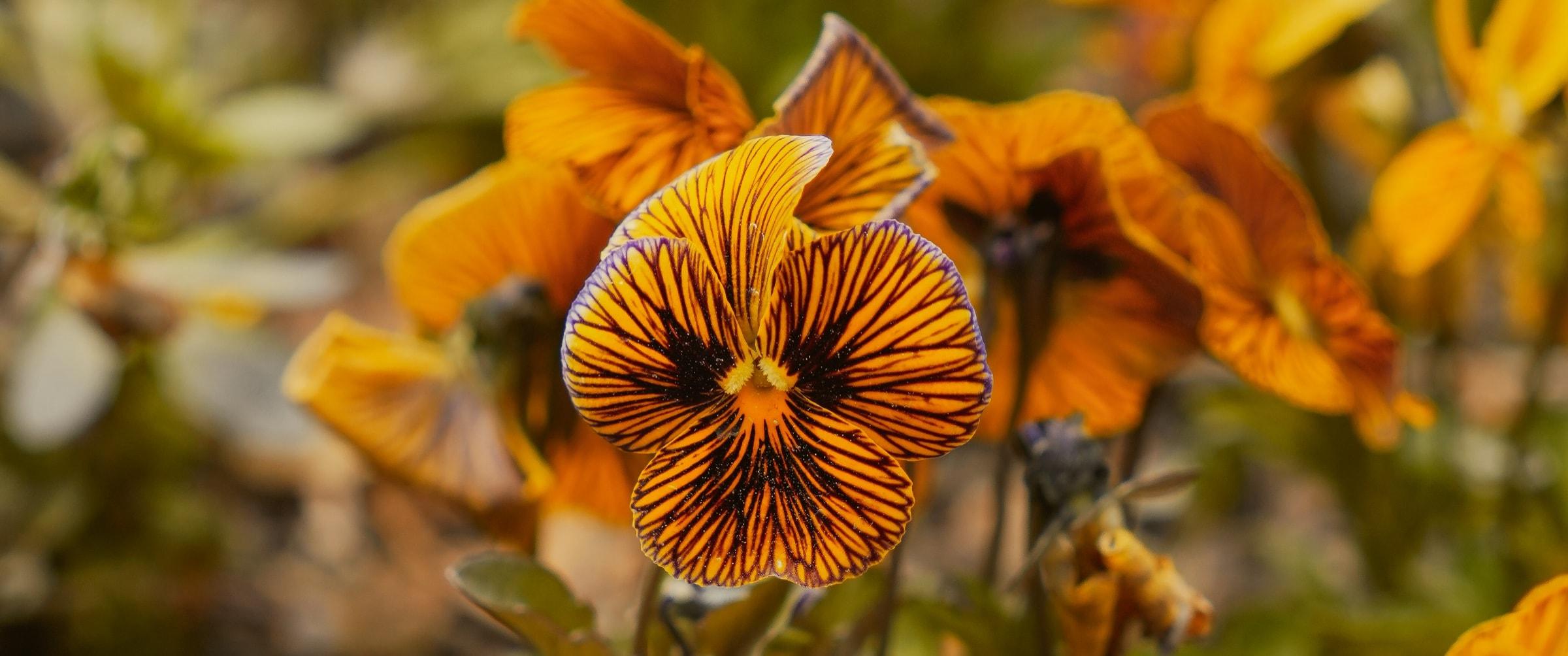 A close view of a veined orange pansy
