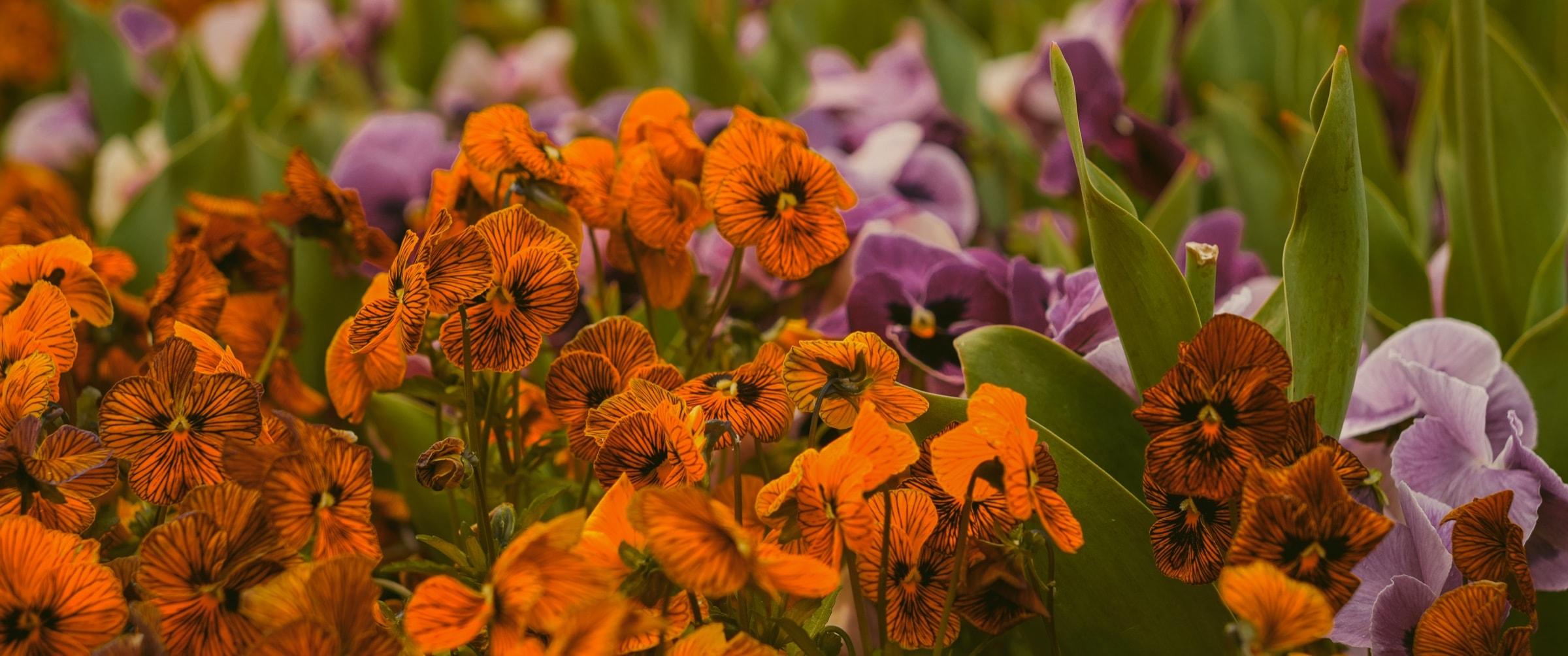 A dense bed of orange wallflowers with a few purple blooms