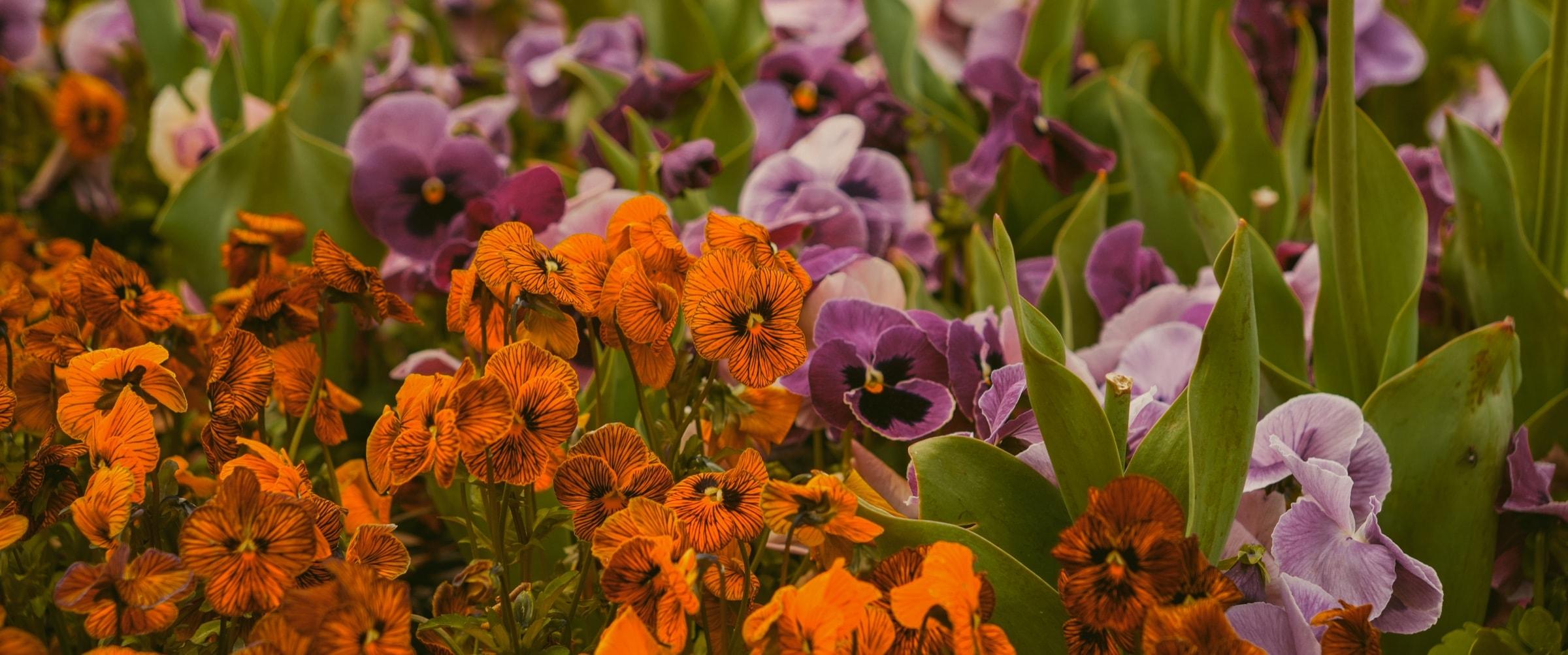 Orange and purple flowers in a low garden bed