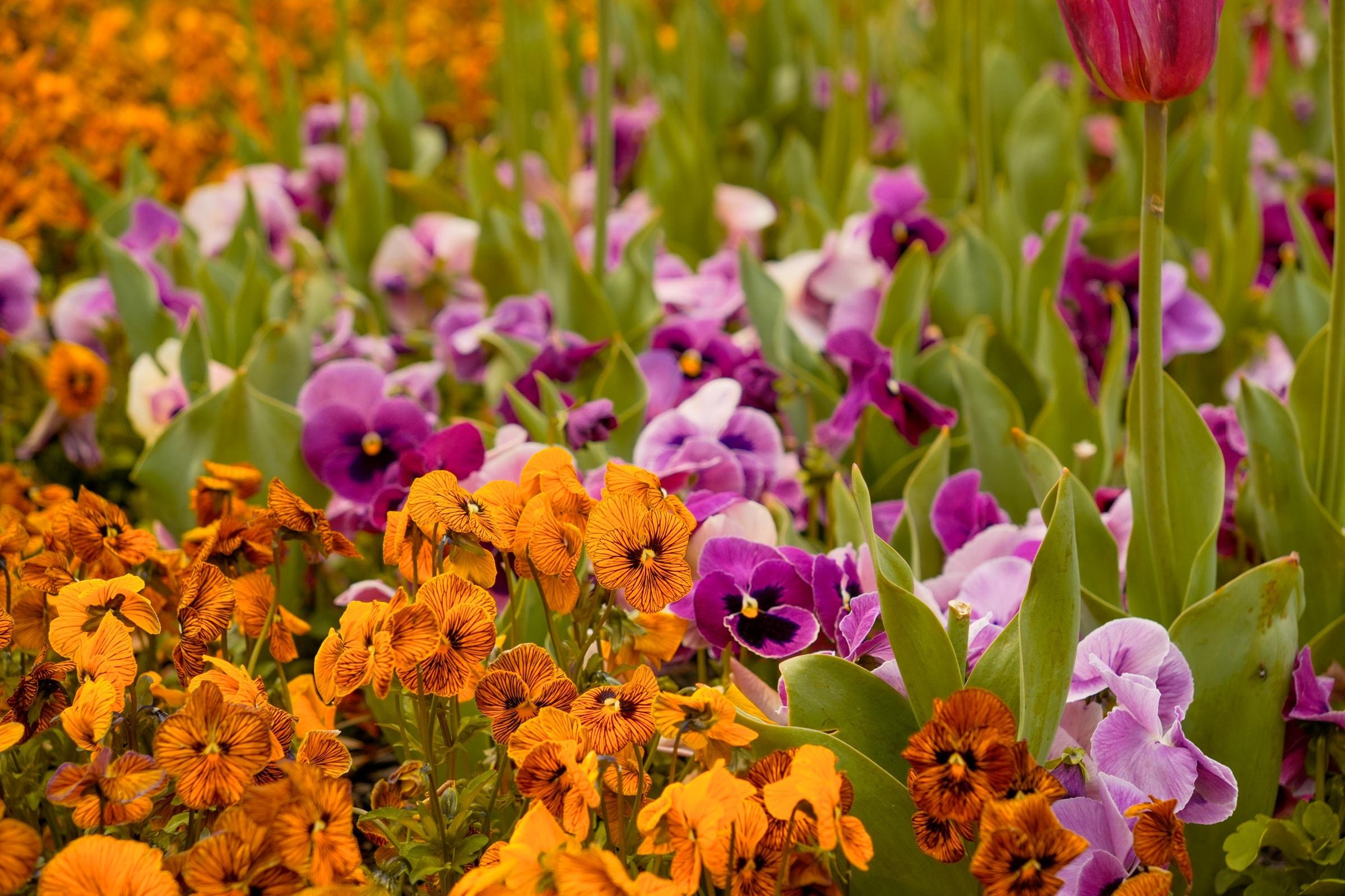 Orange and purple pansies with a red tulip rising behind them