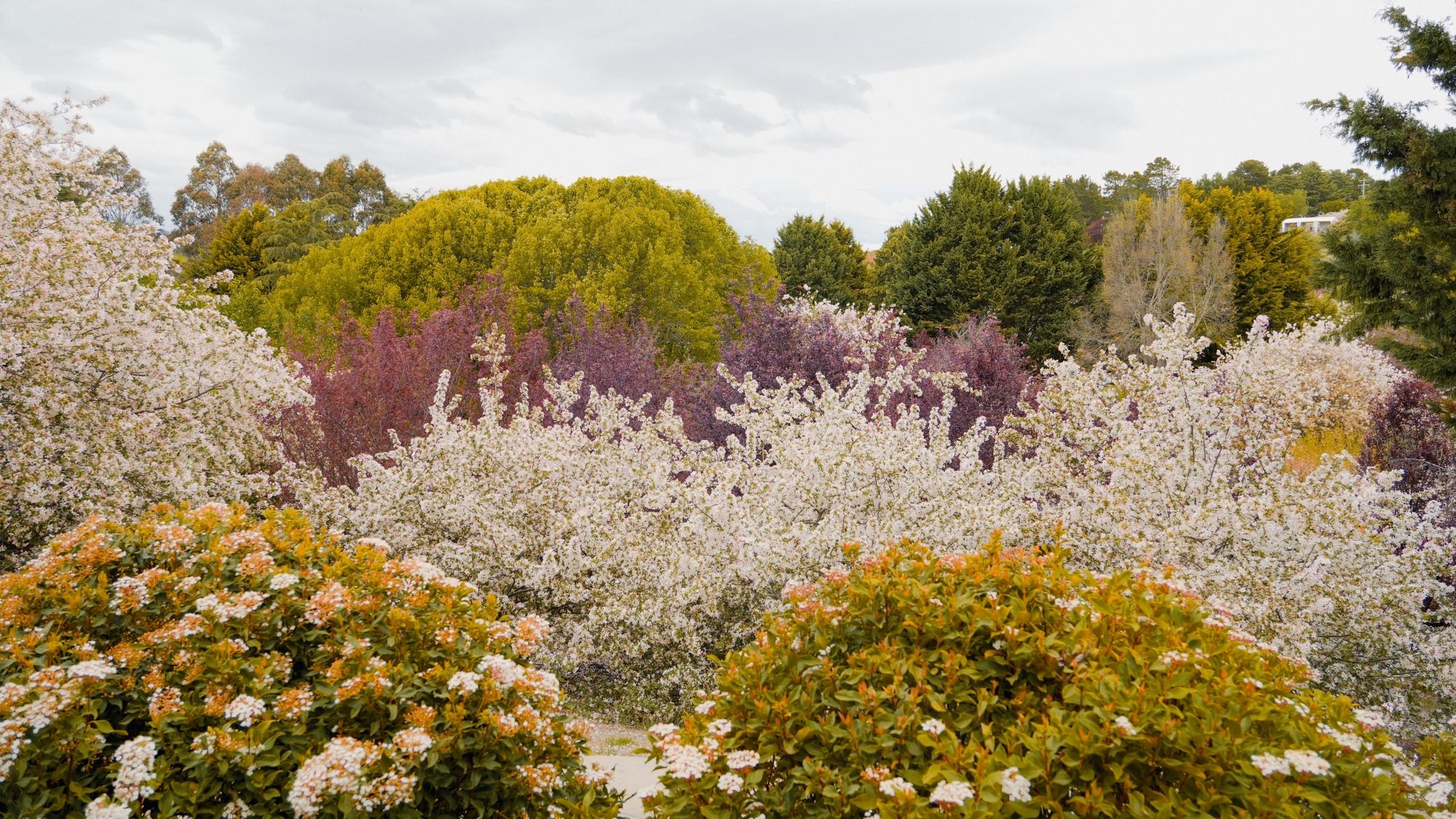 Flowering shrubs in white, purple and green across a garden