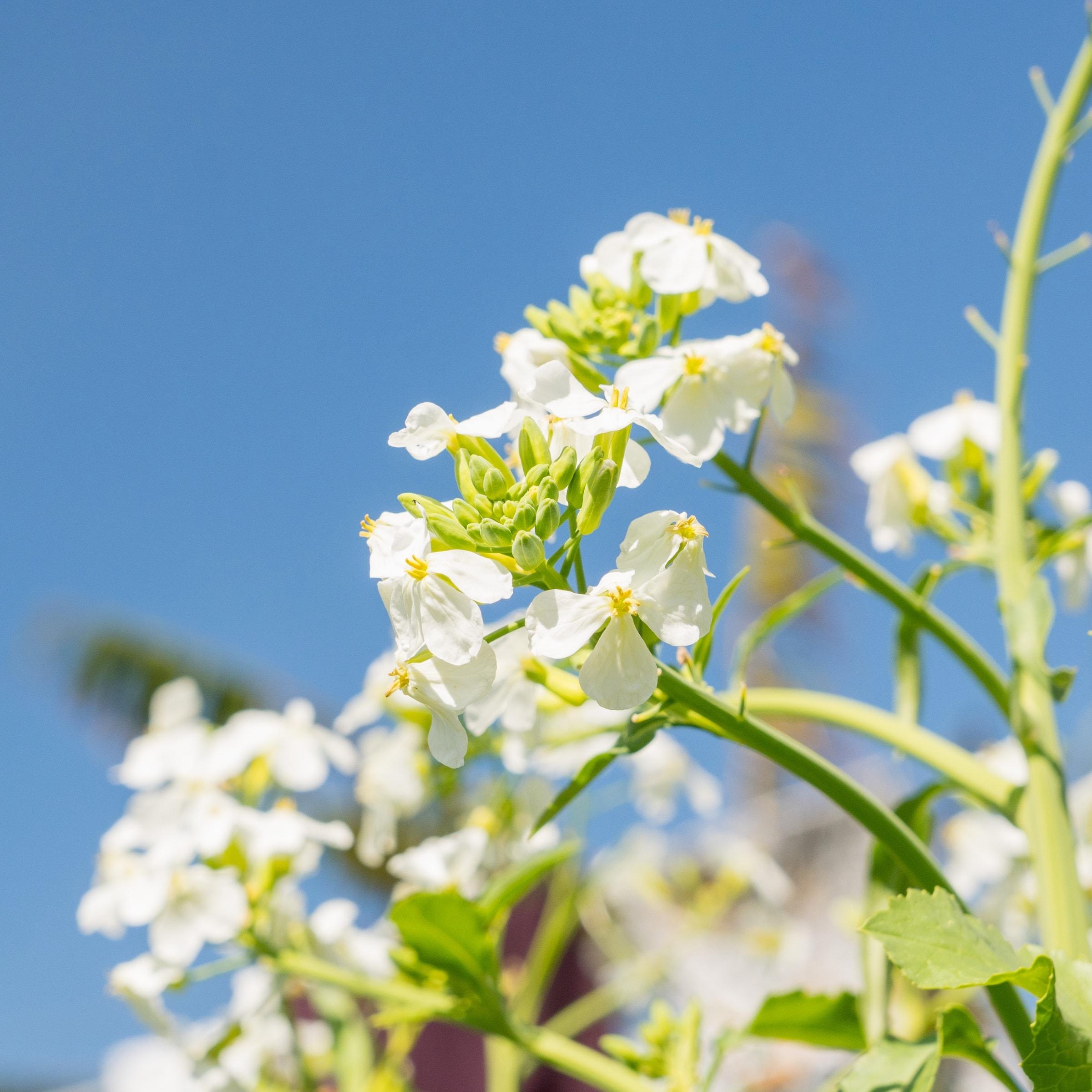 White flowers reaching up into a bright blue sky