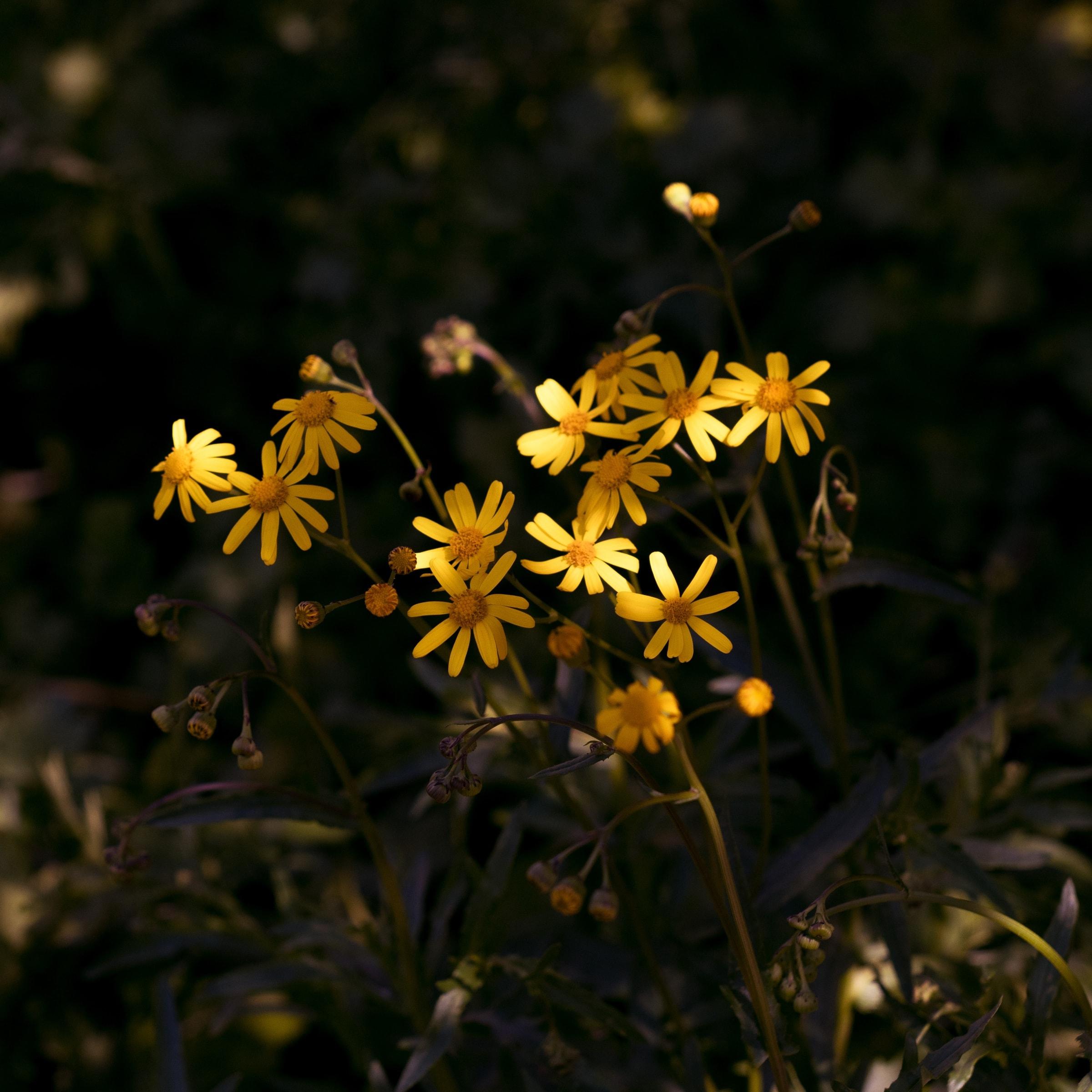 Yellow daisy-like flowers lit against a dark background